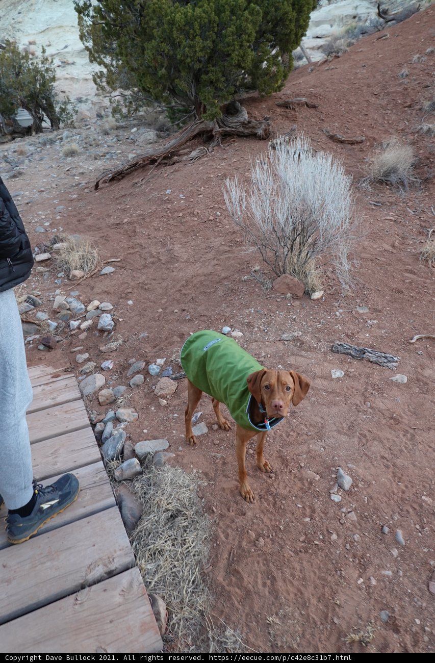 Green-Jacketed Dog on Wooden Platform