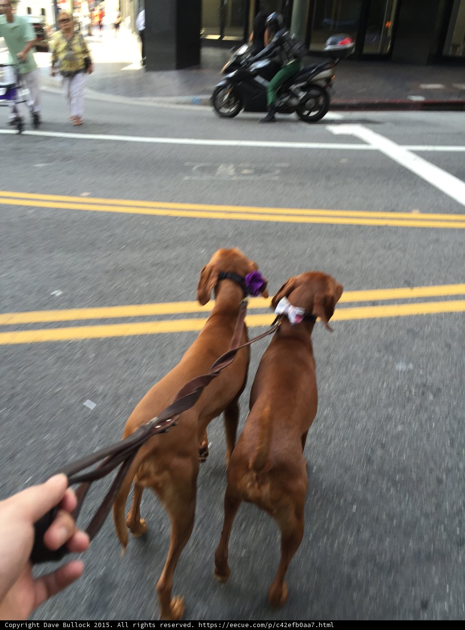 Two Canine Companions