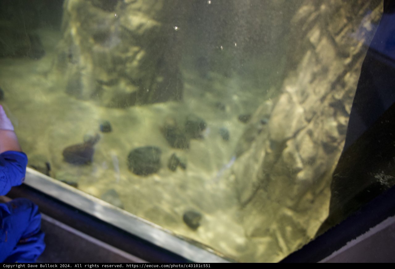Enchantment Under The Sea: Aquatic Wonder