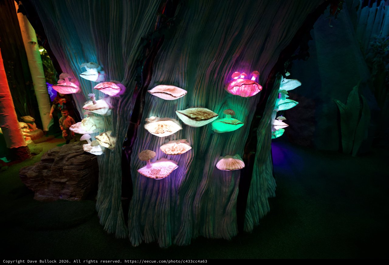 Illuminated Mushroom Shelf Display in Fantastical Forest Setting