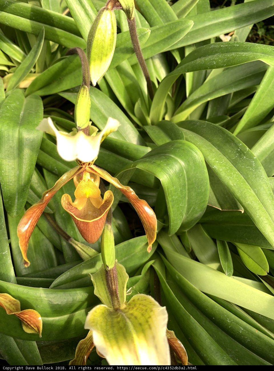 Delicate Orchid in Full Bloom