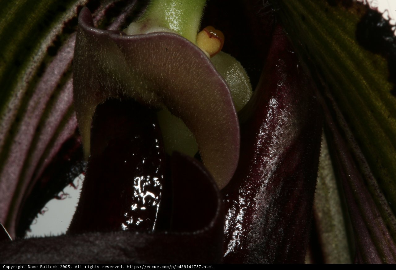 Up Close and Personal with a Flower