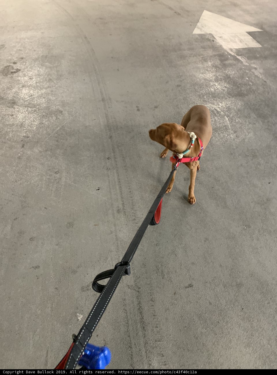 The Canine on a Leash