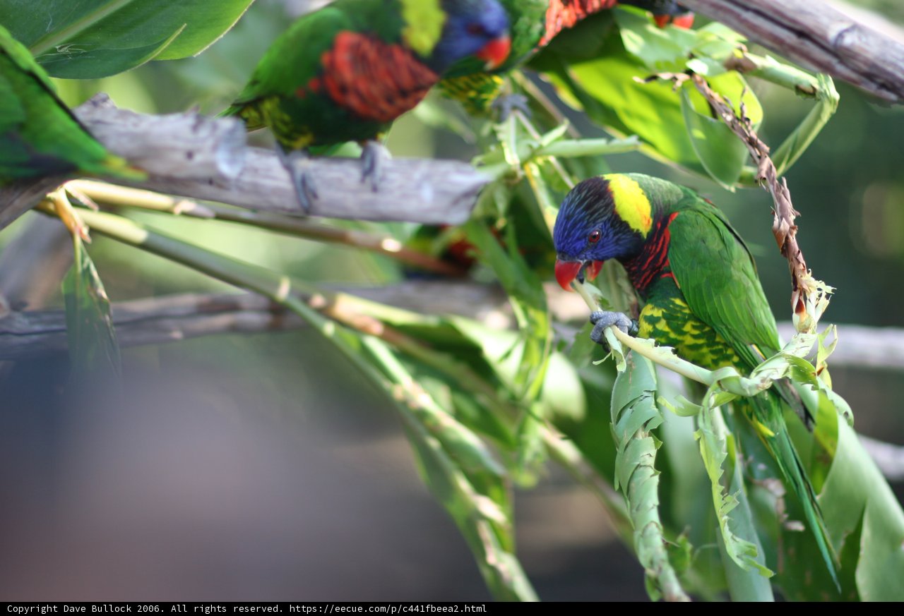 Feathered Friends Perched on a Branch
