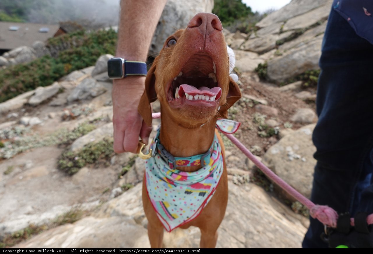 Rockin' the Bandana: A Hound's Accessory Statement