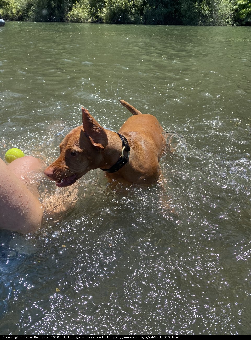 Summer Fun at Monte Rio Beach