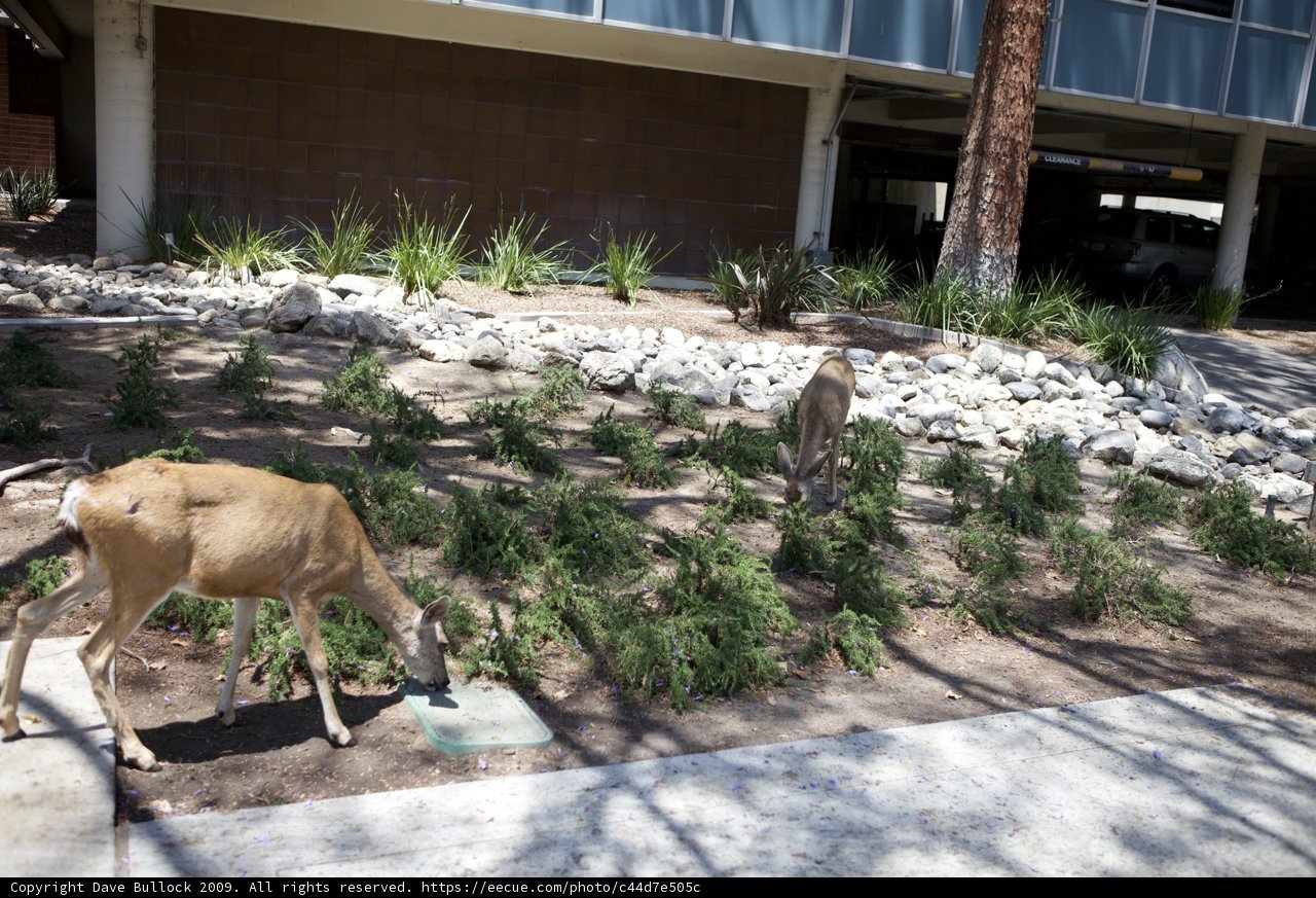 Urban Grazing