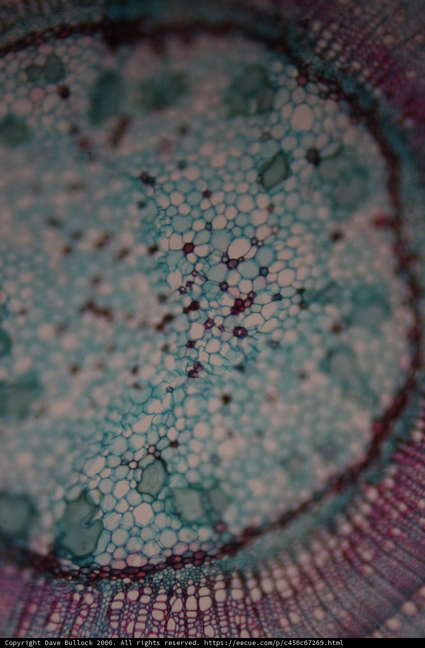Green and Blue Plant Cell