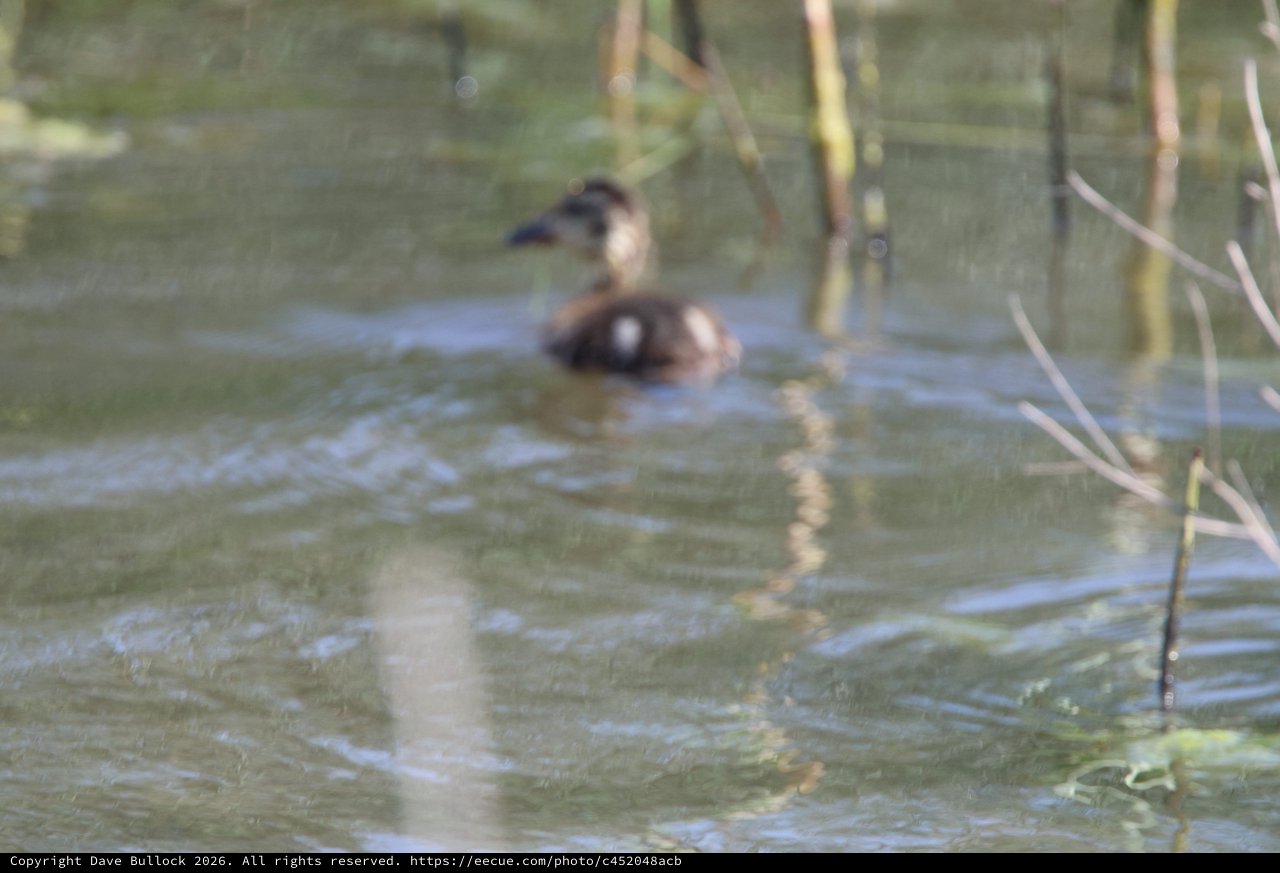 Ruddy Duck Pair Swimming in Wetland Waters