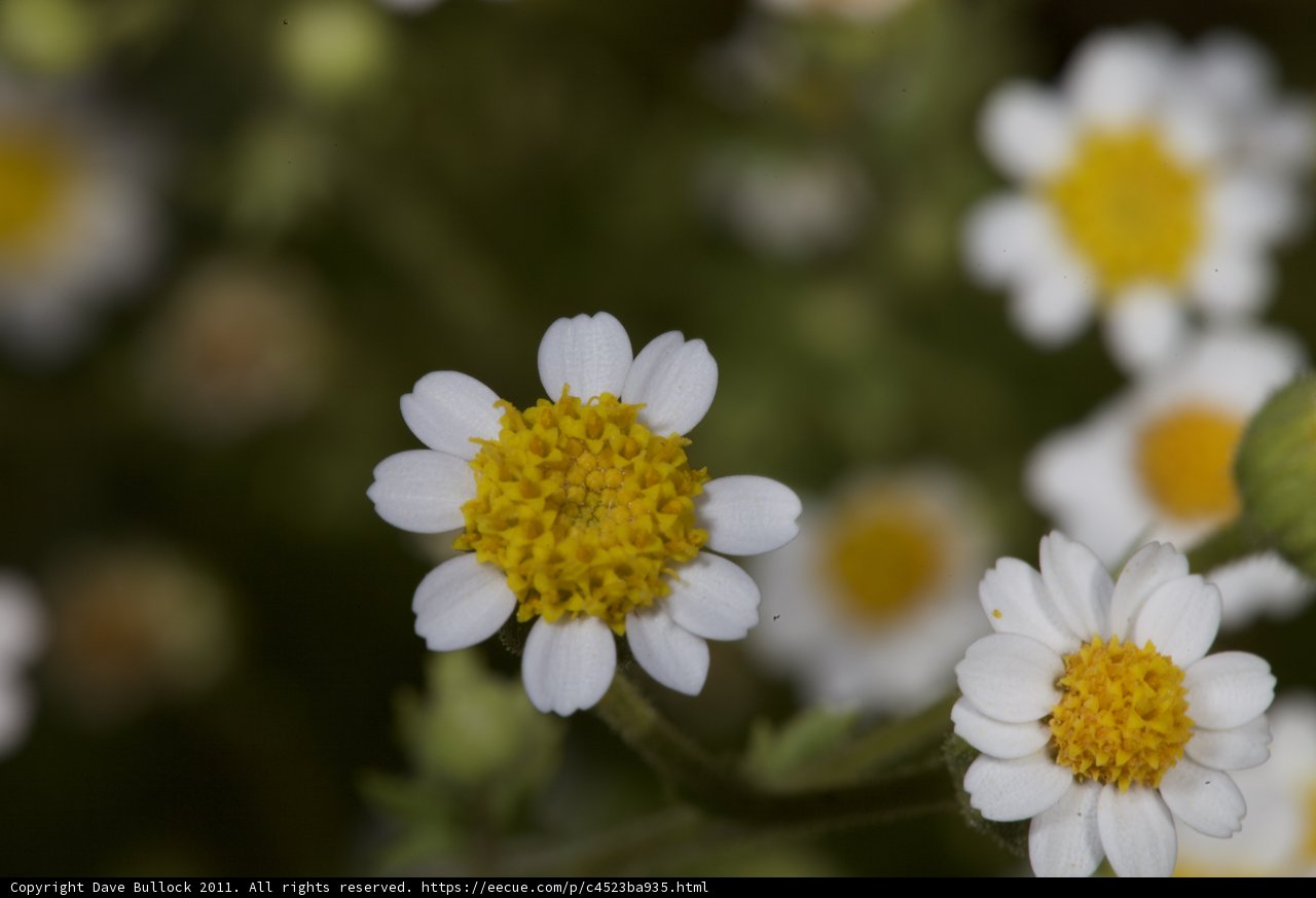 Delicate Daisy Display