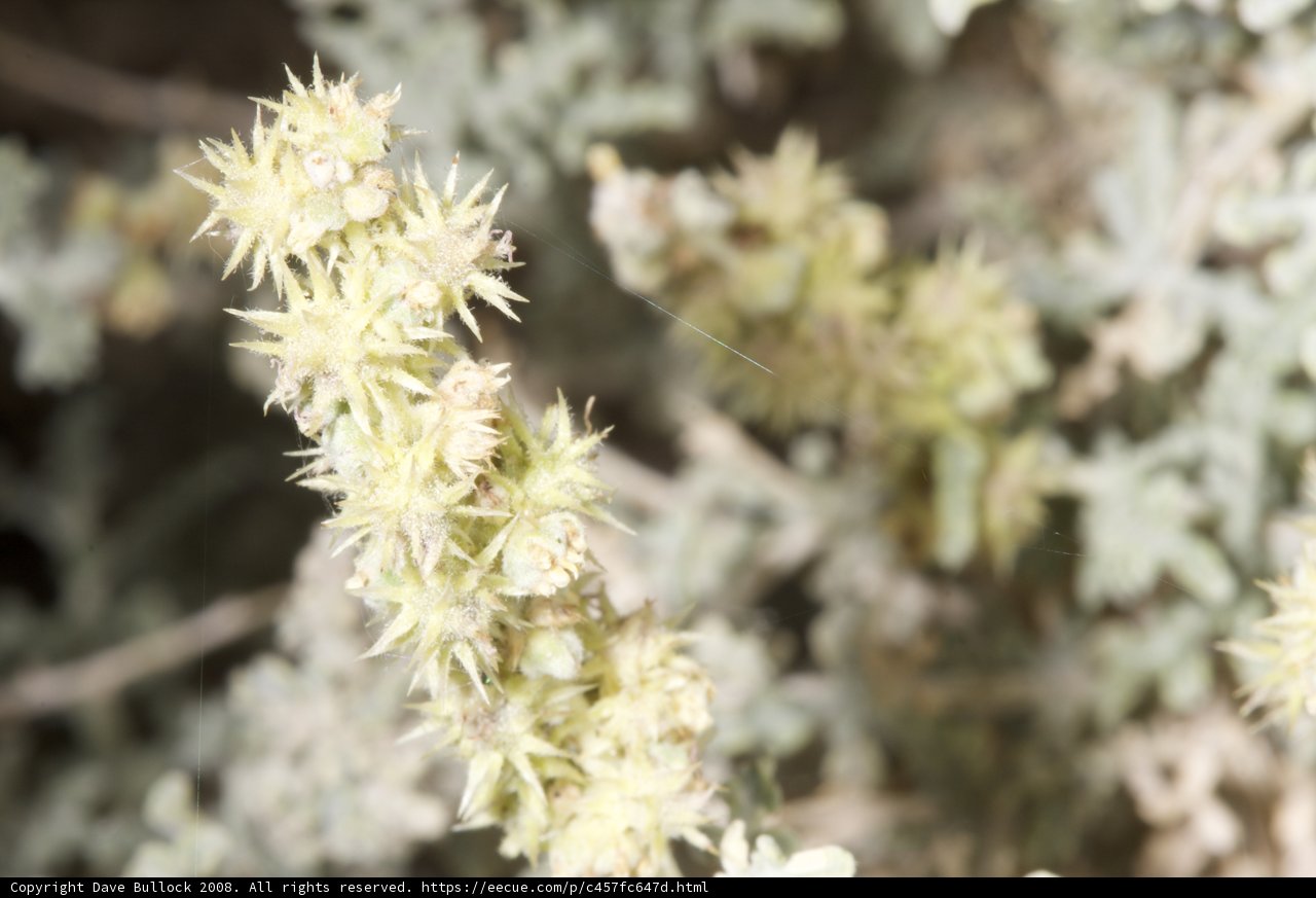 Desert Amaranth