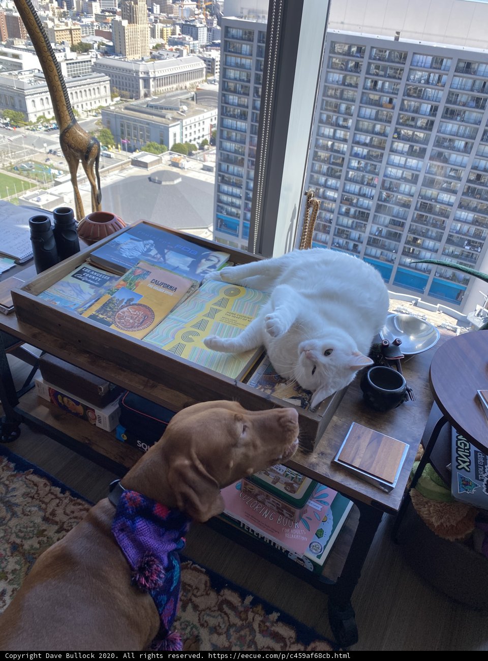 Furry Friends on the Coffee Table