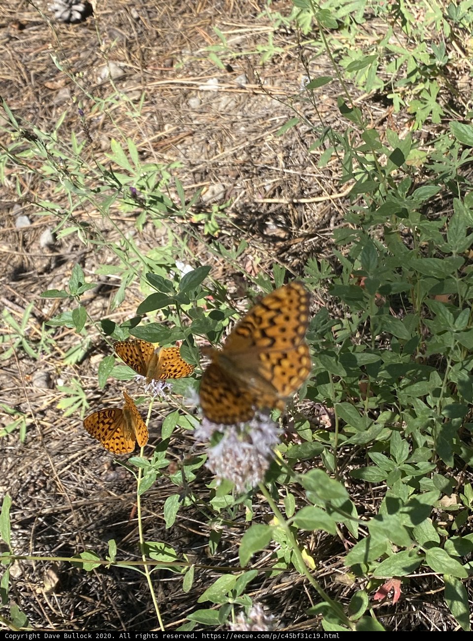 Fluttering Amidst Nature's Bounty