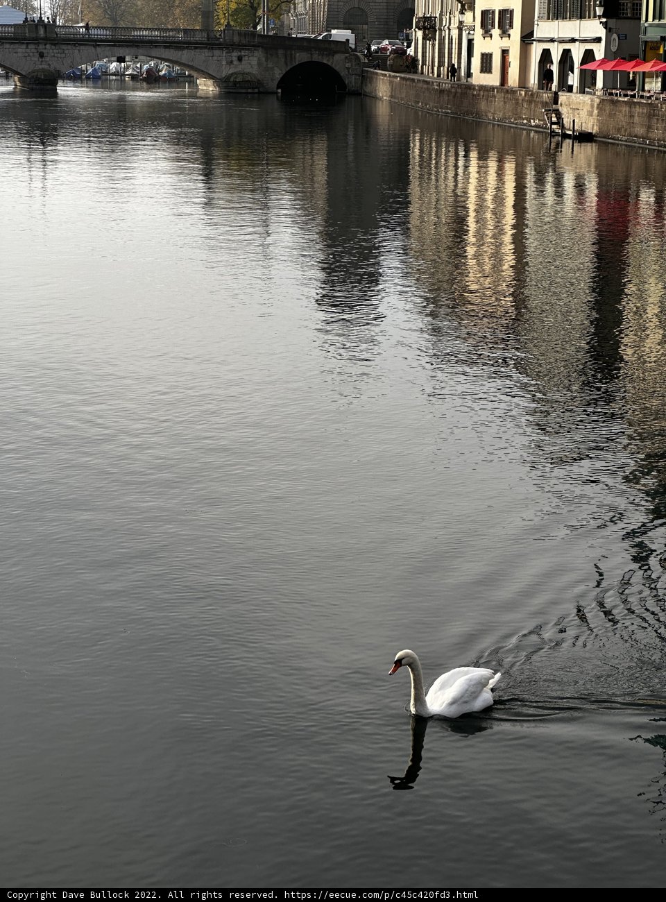Graceful Swan Glides Through Zurich Canal