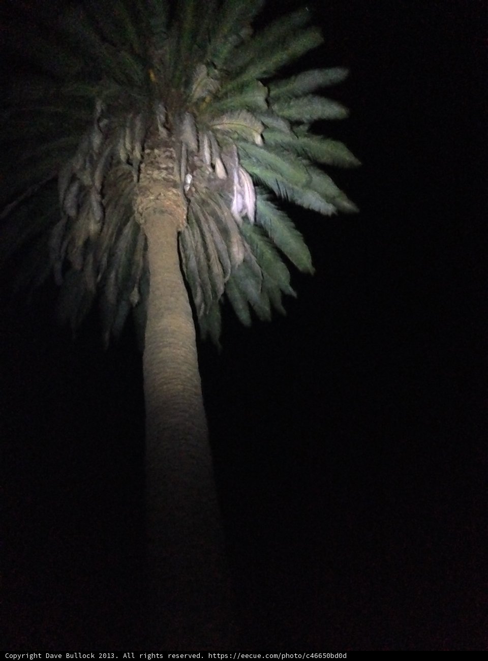 Midnight Glow