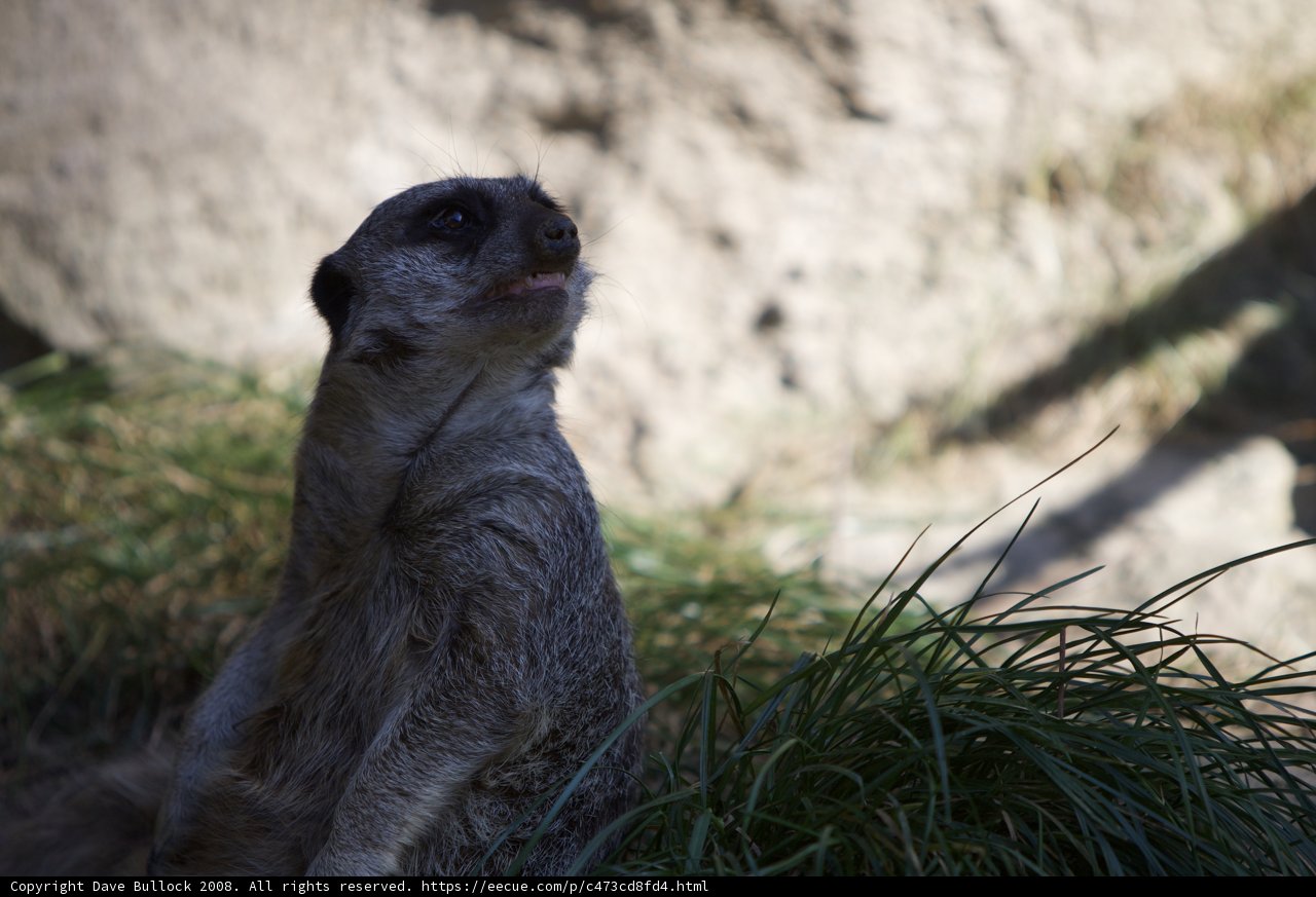Curious Meerkat