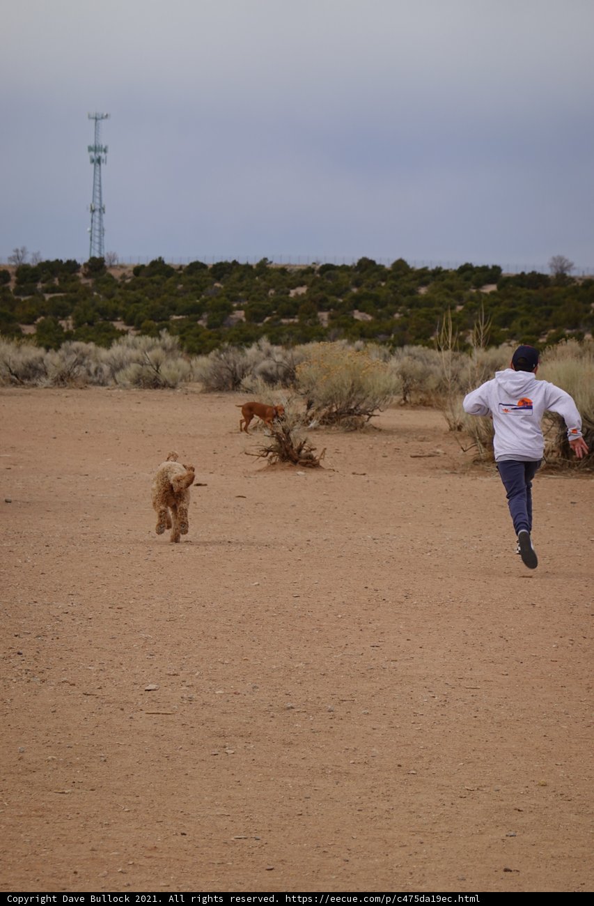 Running after the Pup