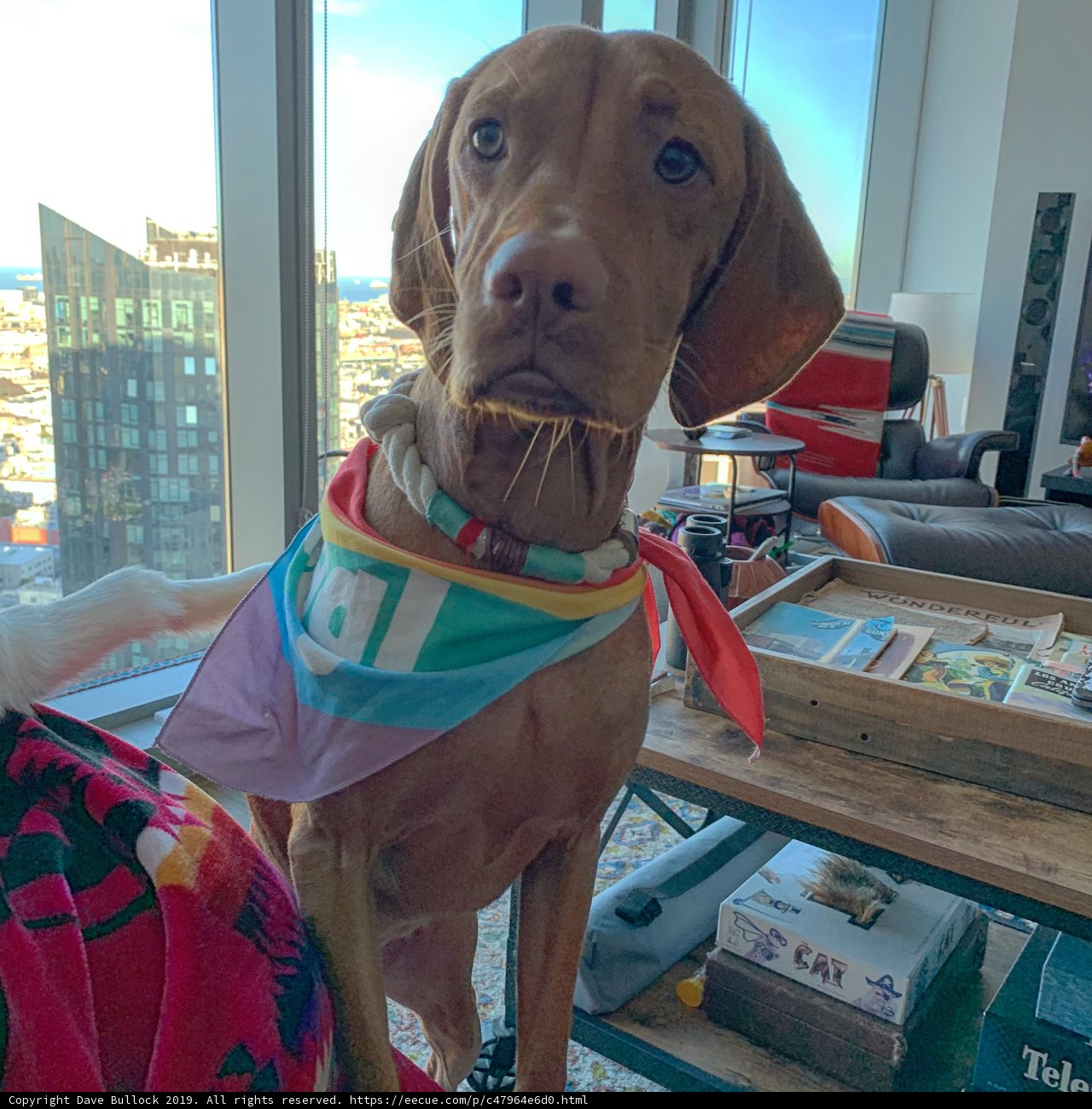 Rainbow Pup