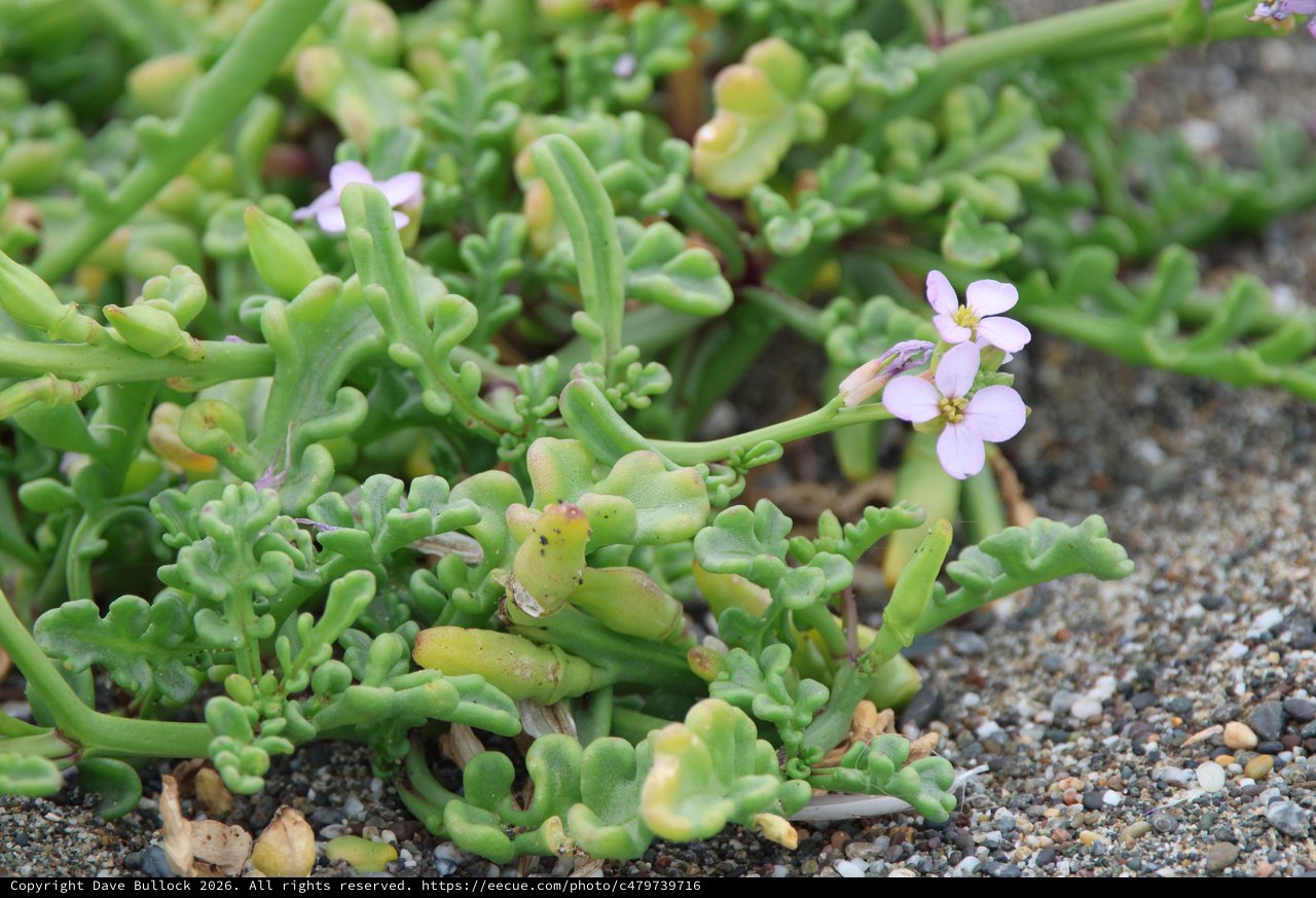 Delicate Sea Rocket Blooms Among Sandy Shore