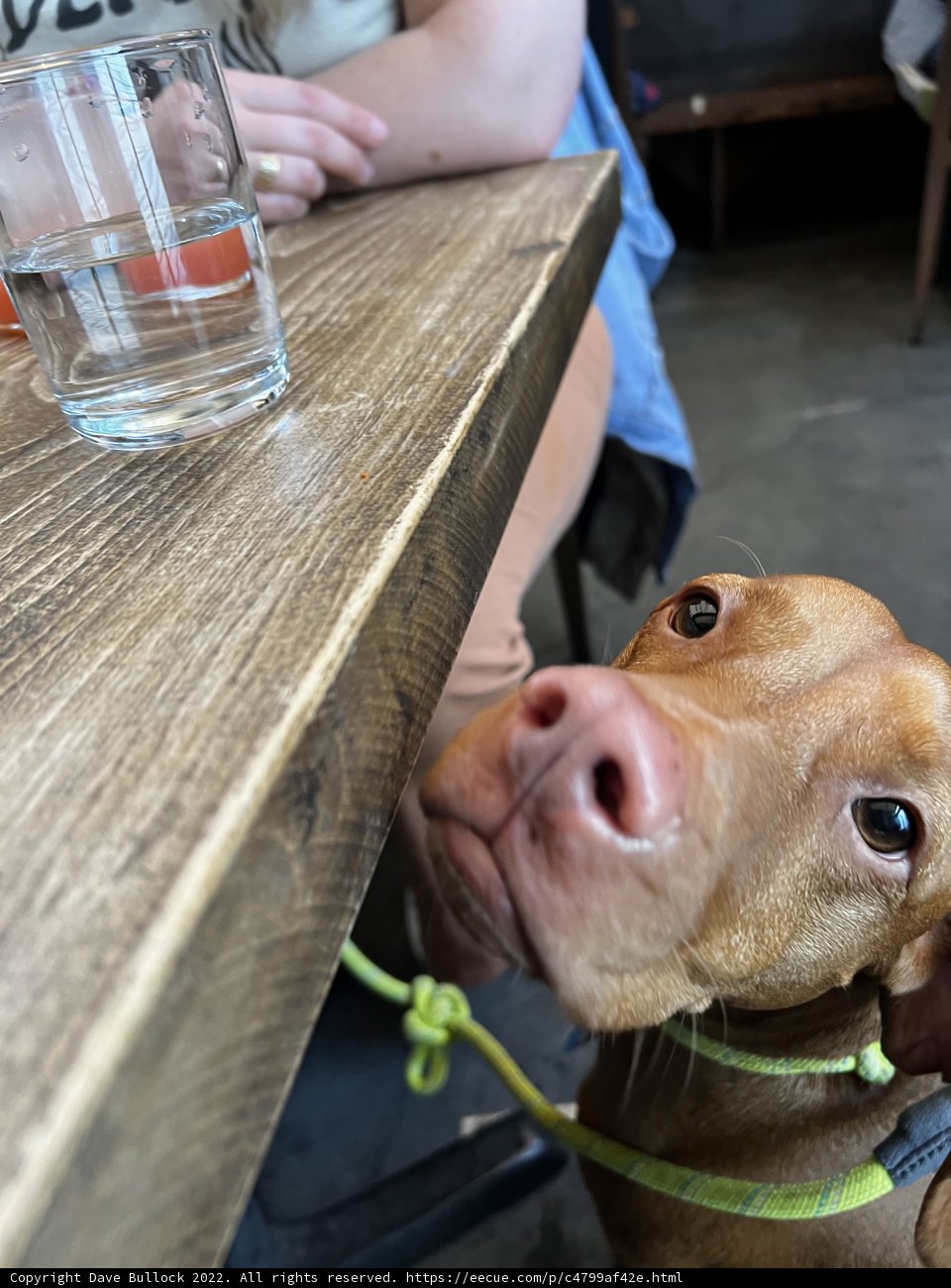 Table Manners for Dogs