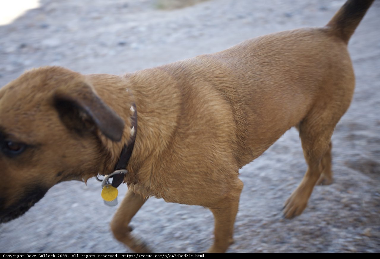 Desert Dog with Yellow Tag