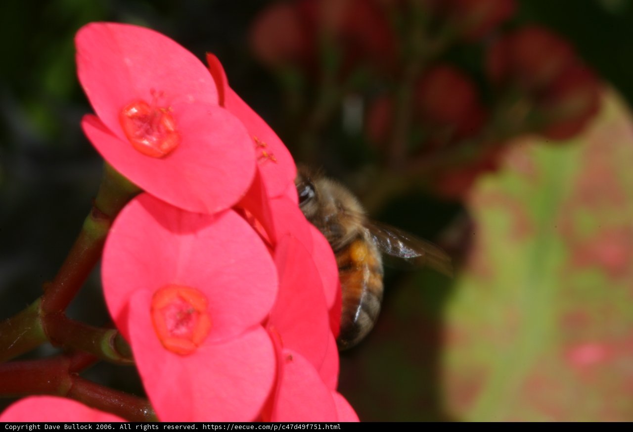Bee Among Begonias