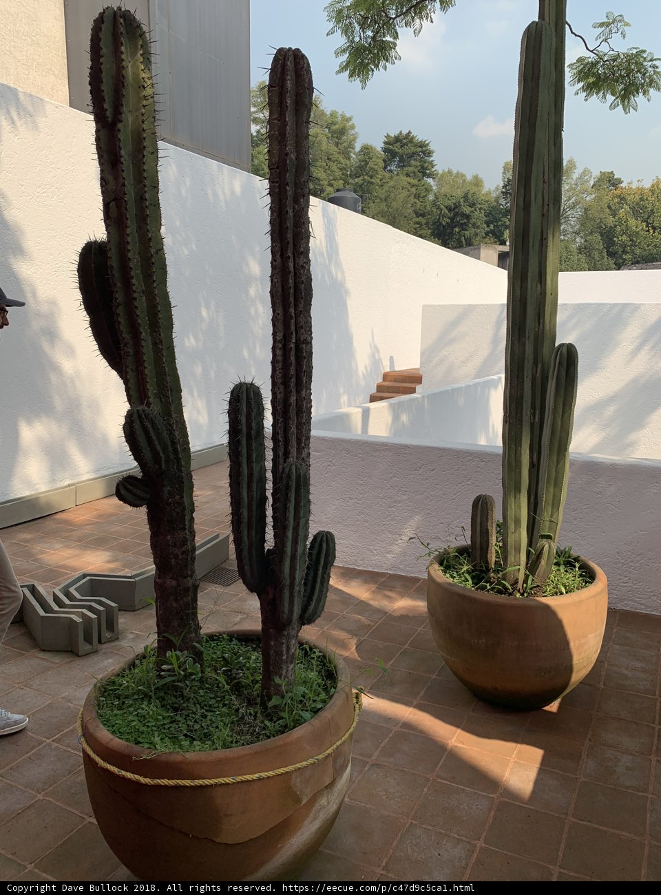 Standing Tall with a Decorative Plant