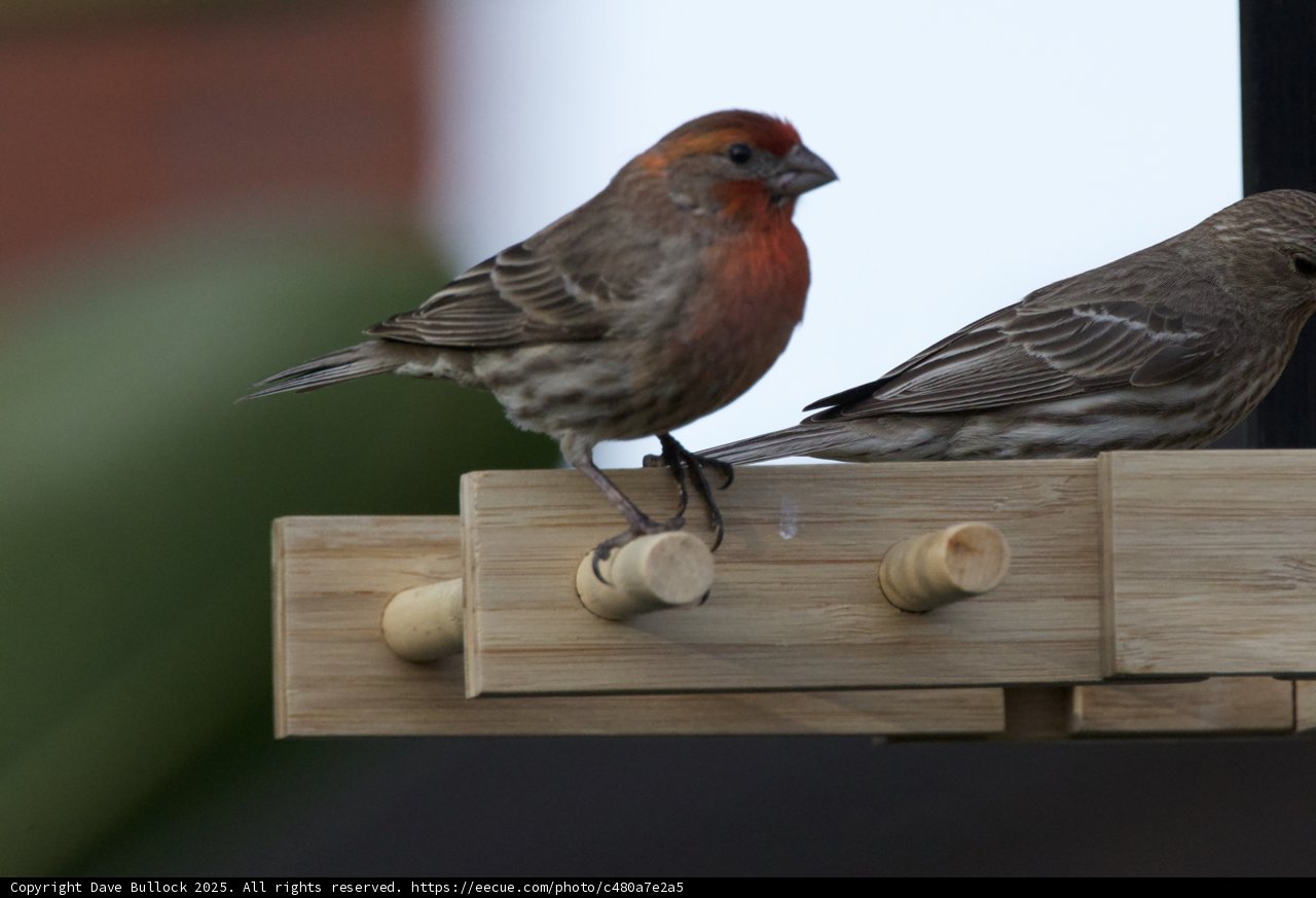 Feathered Companions
