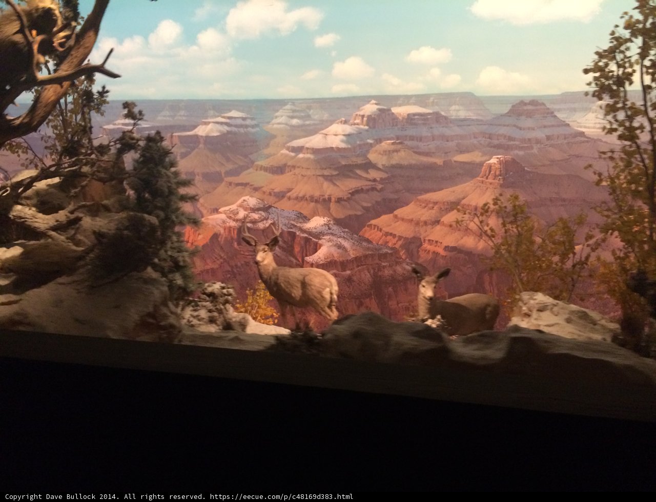 Wildlife Display with Majestic Canyon View