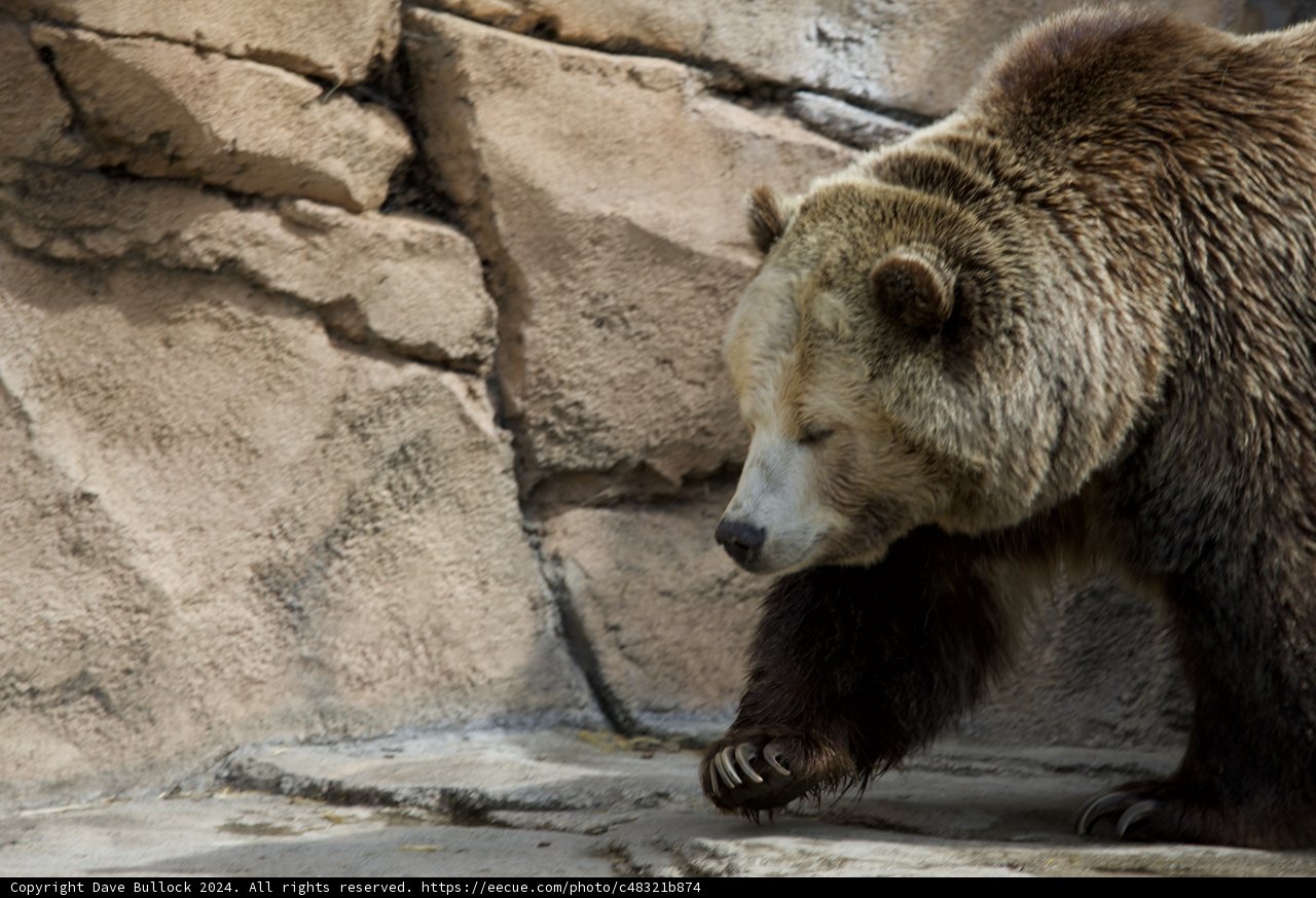 Majestic Brown Bear at SF Zoo