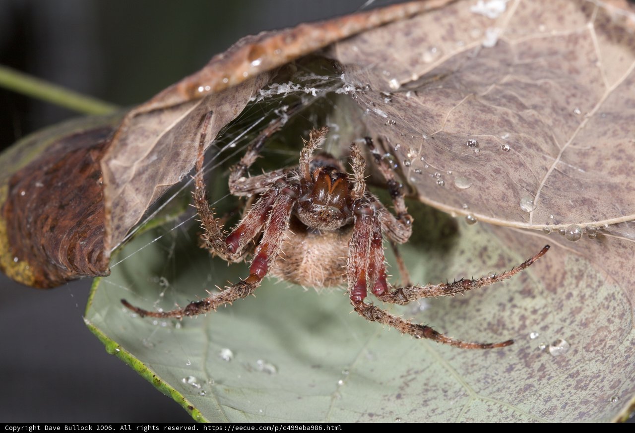 Garden Spider on a dewy leaf