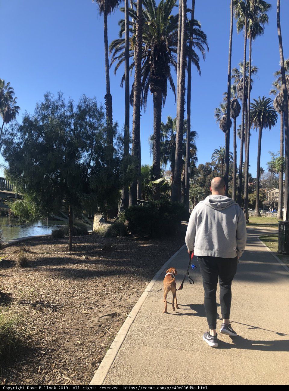 Strolling through the Palm Tree Grove