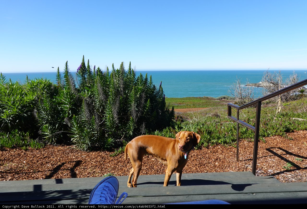 A Golden Retriever's Summer Day by the Ocean