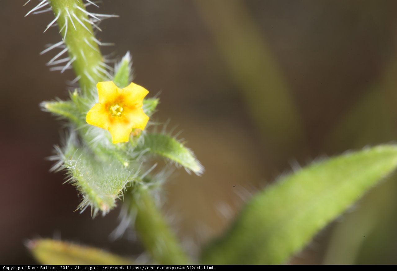 The Cheerful Bloom