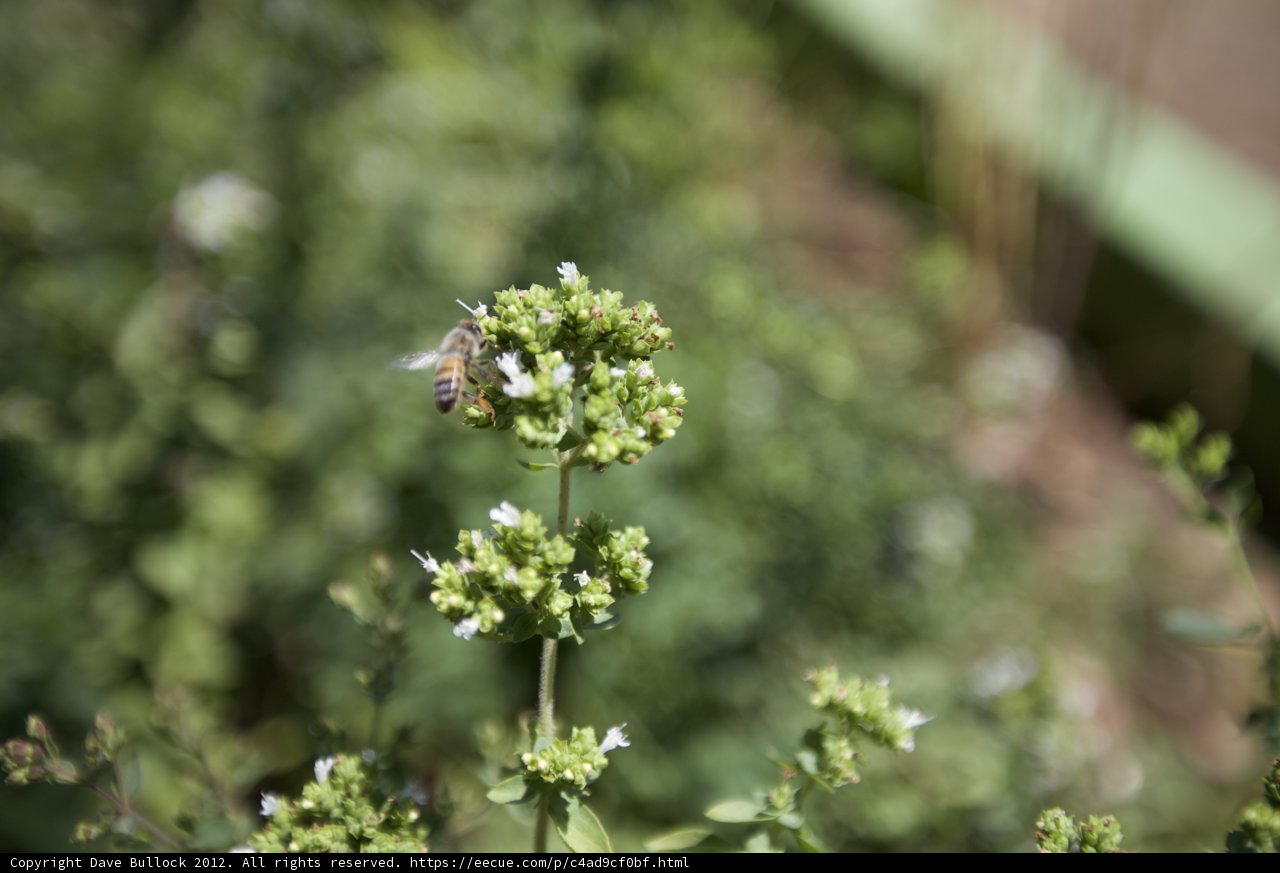 Busy Bee on White Flowers