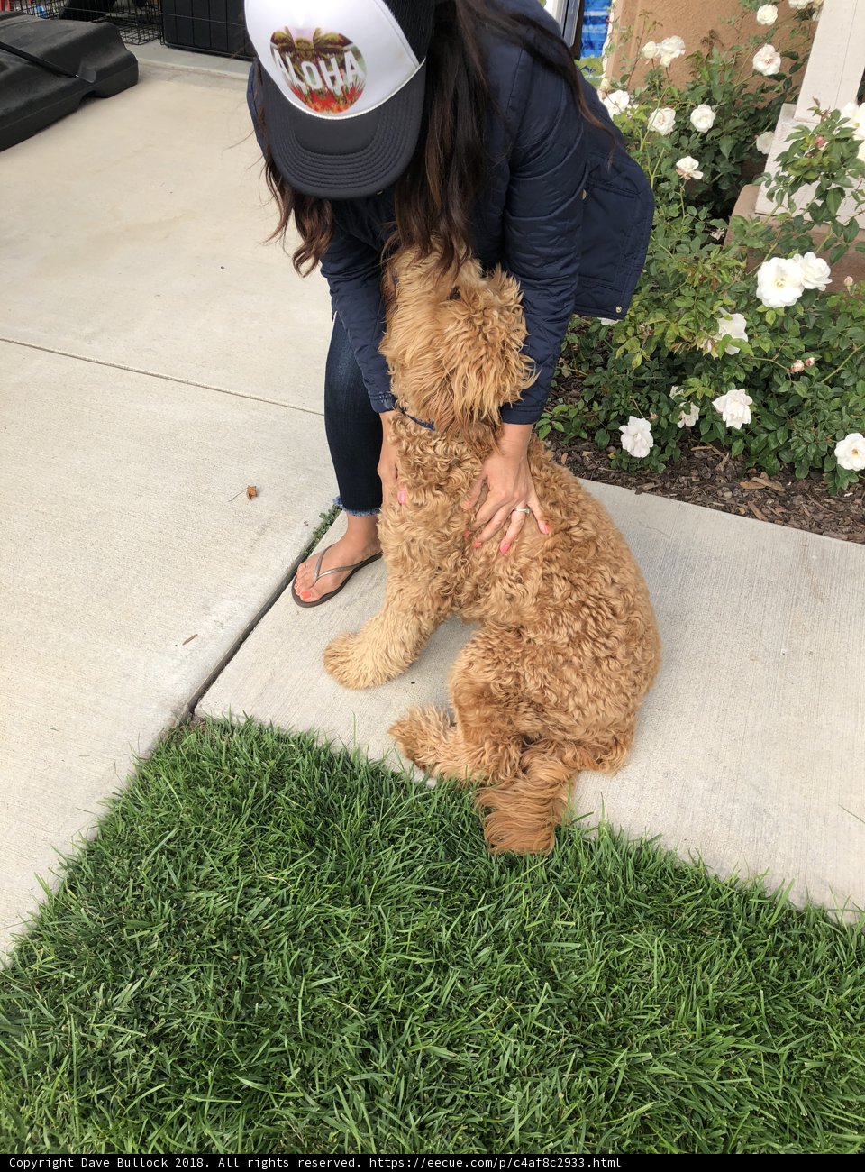 Woman and her Poodle on the Sidewalk