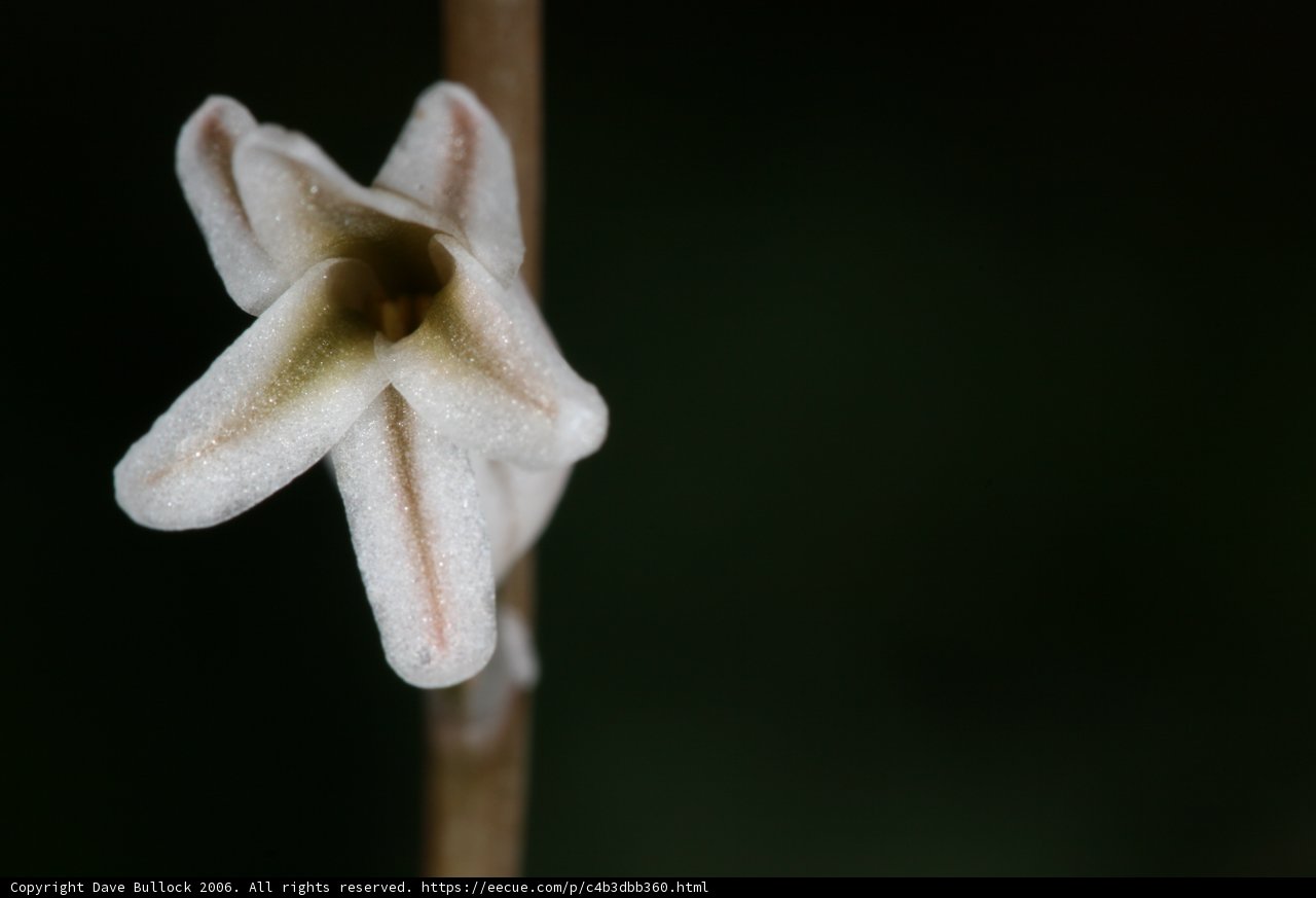 A Delicate White Amaryllidaceae Flower