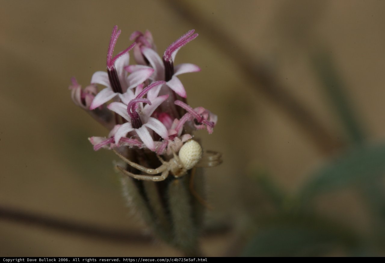 Spidery Visitor on Desert Flower
