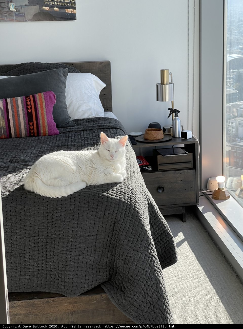 Cozy Cat Nap Time