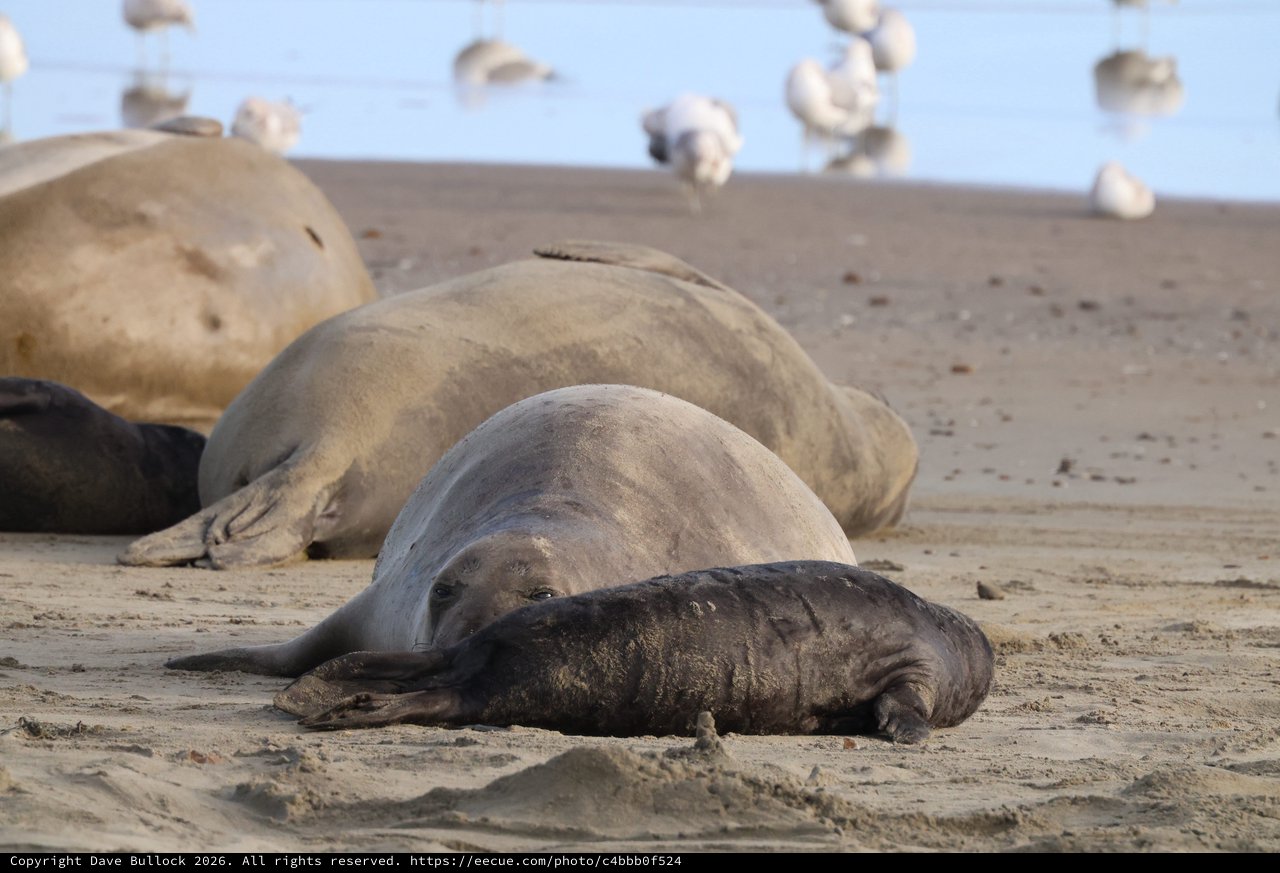 Elephant Seals Resting on Drakes Beach Sand