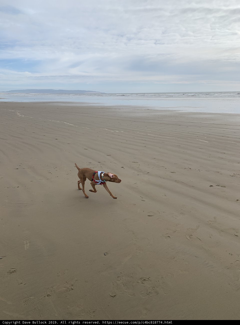 Running Free on the Beach
