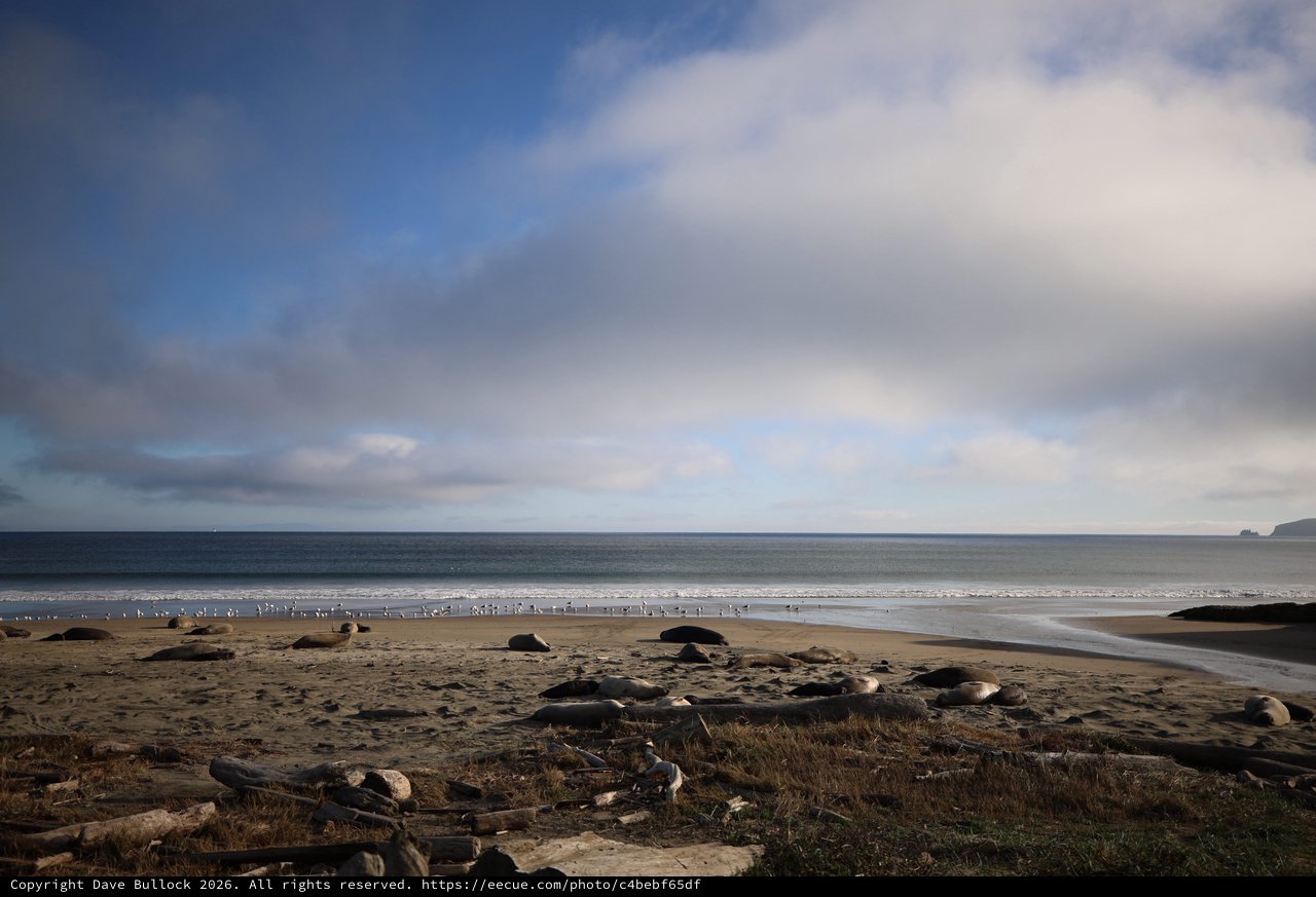 Coastal Seascape with Rocky Beach and Gathering Birds