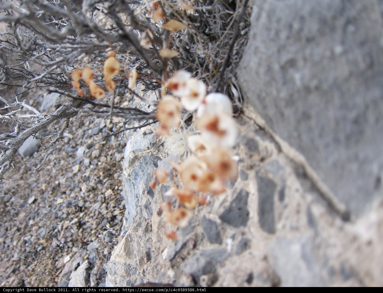 Blooming Beauty on Rocky Terrain
