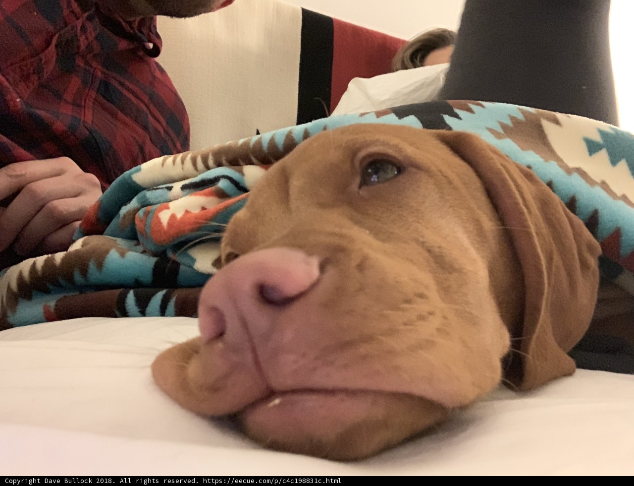 Cozy Pals