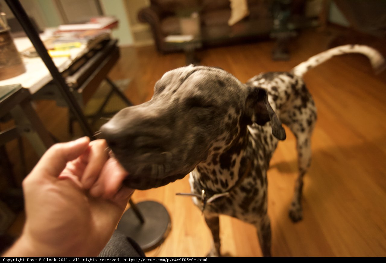 Hardwood Floor Pup