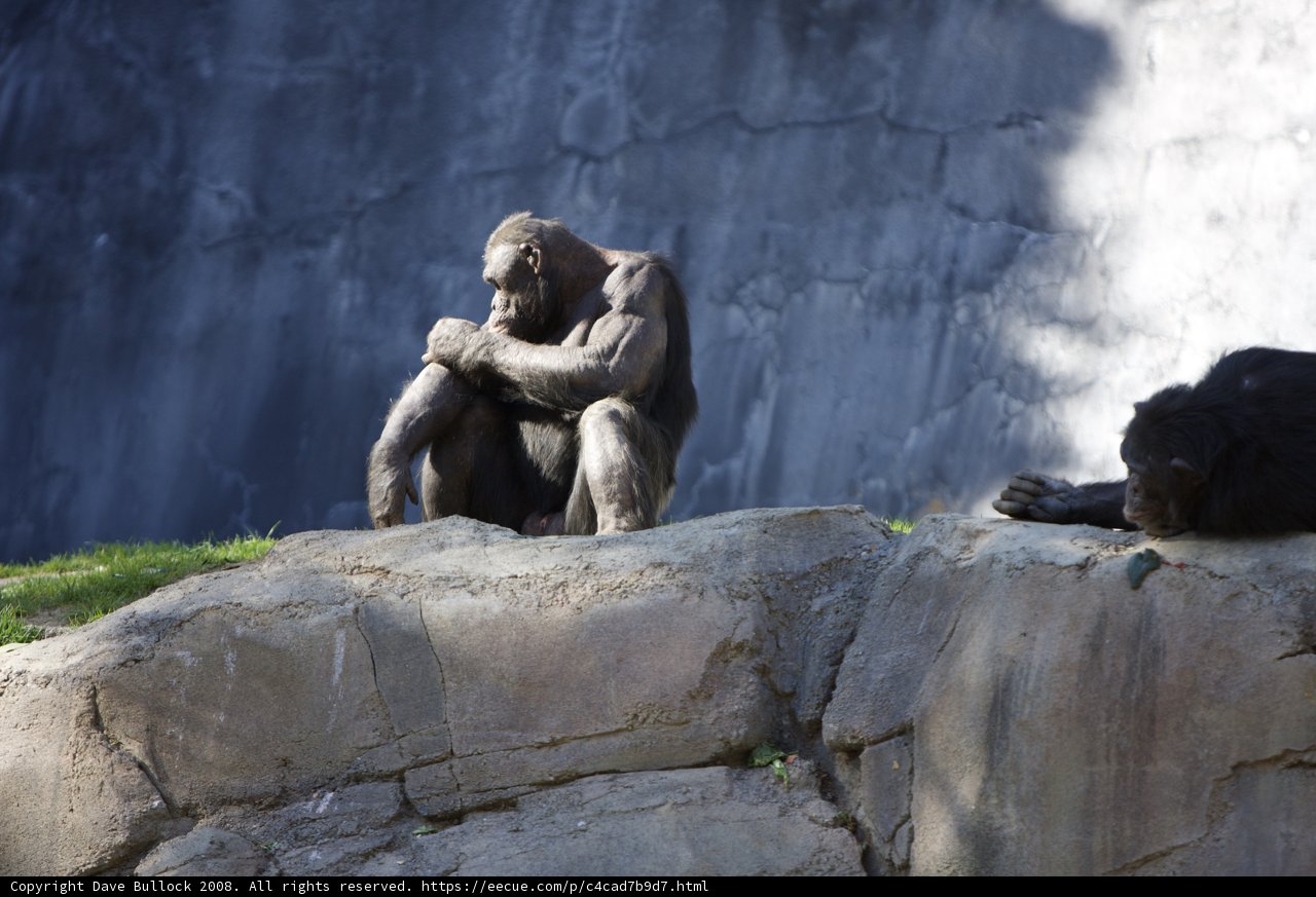 A Primate Break