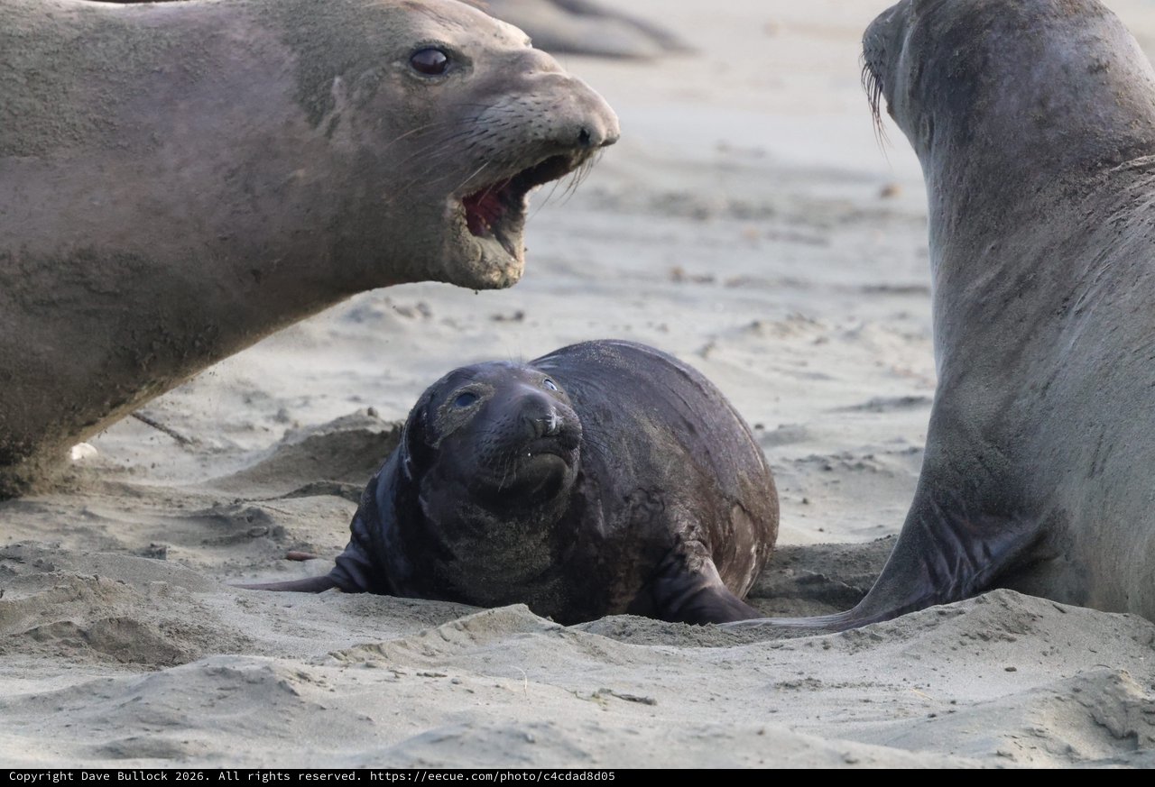 Elephant Seal Pup Between Protective Adults at Drakes Beach