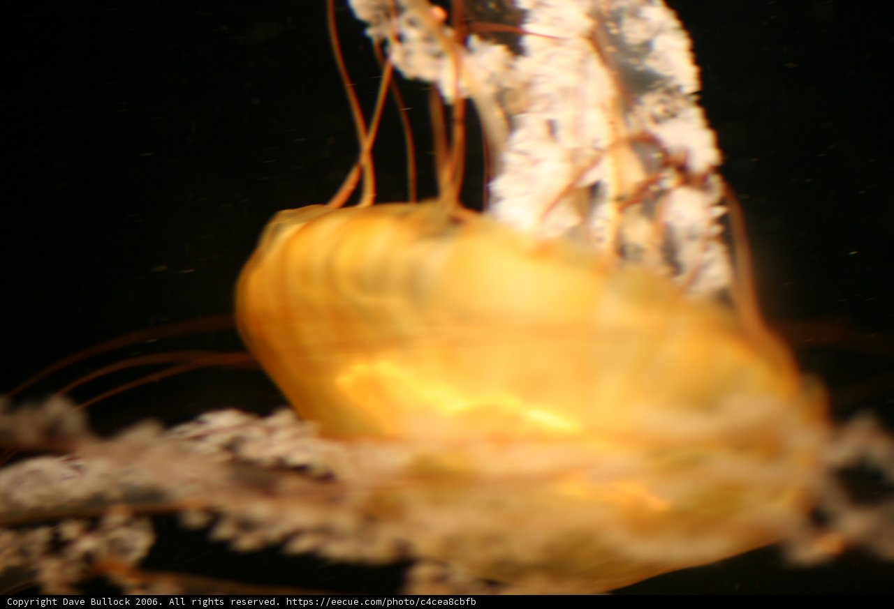 Luminescent Jellyfish in the Dark