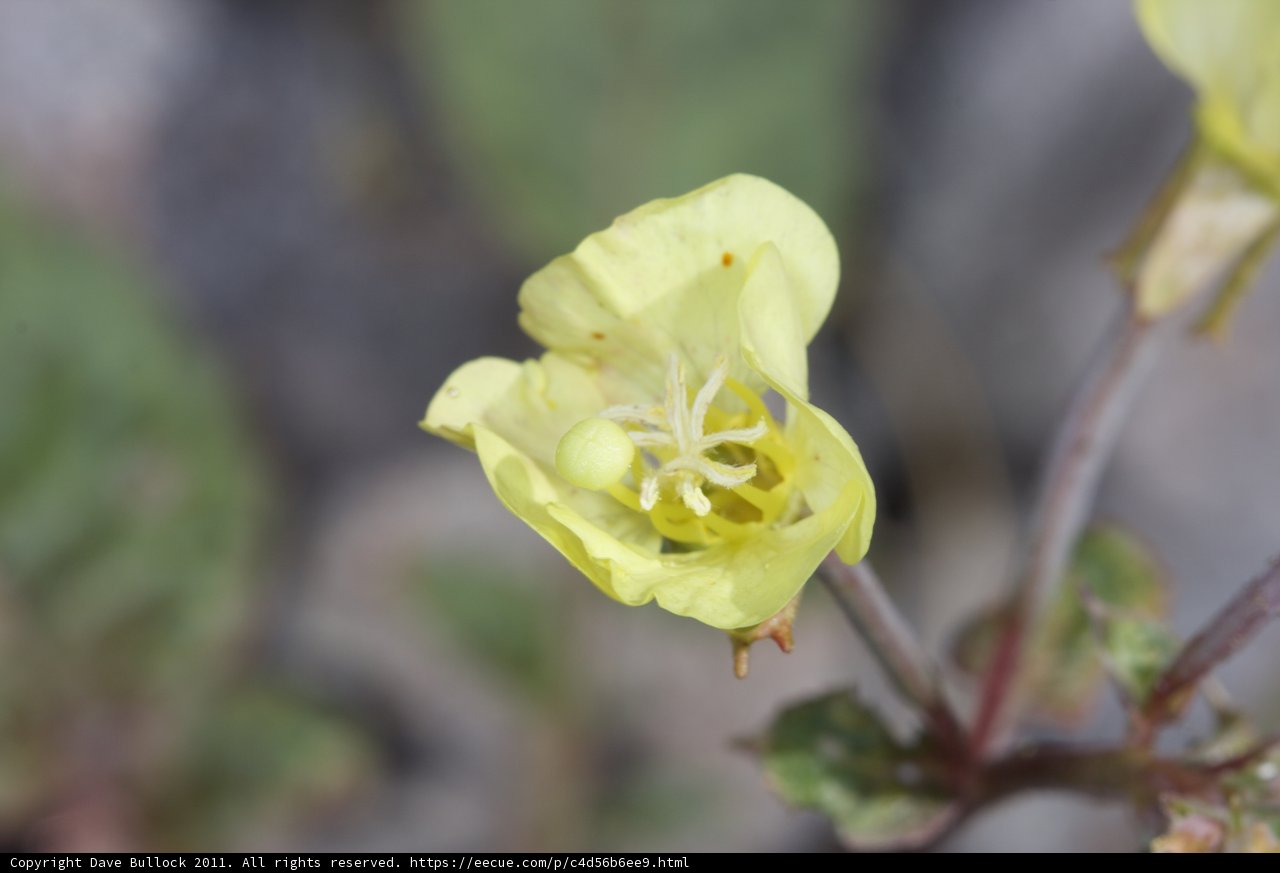 A Vibrant Yellow Orchid