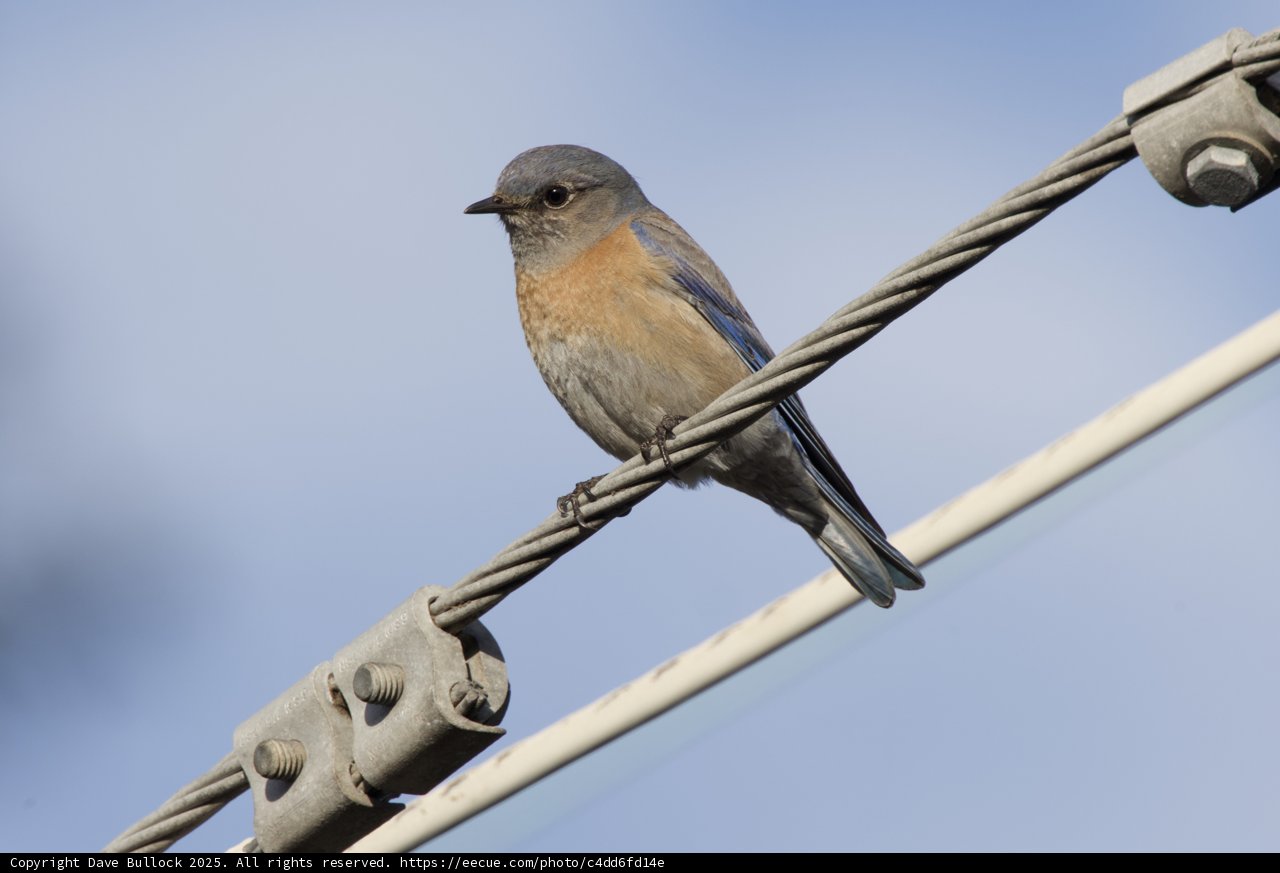 Perched Elegance